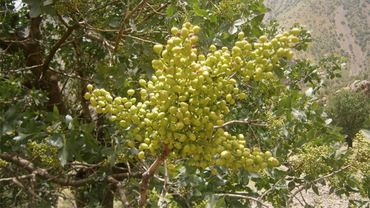 فوائد طبية وصناعية واعدة.. قطاع الزراعة في كوردستان يبحث سبل استثمار أشجار البطم البري (قزوان)