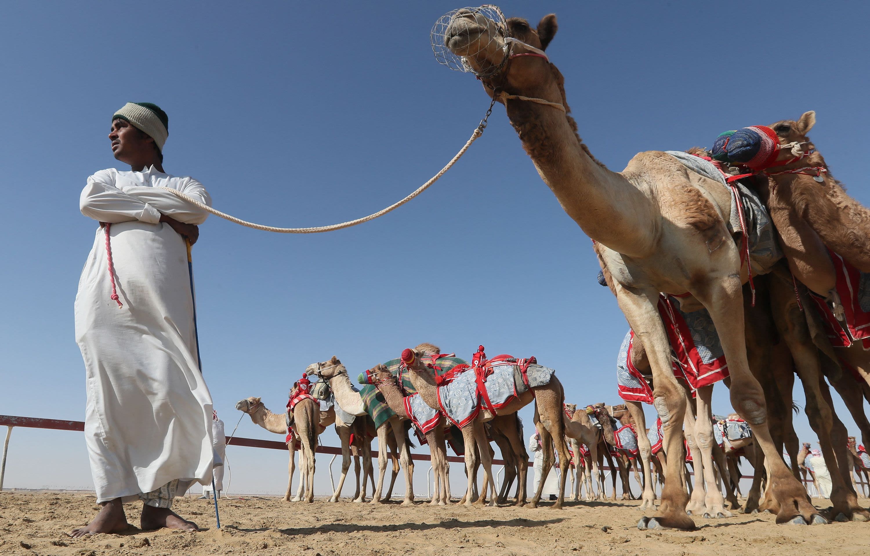 هل تريد شراء جمل؟ منصة تضع سوق الإبل في هاتفك