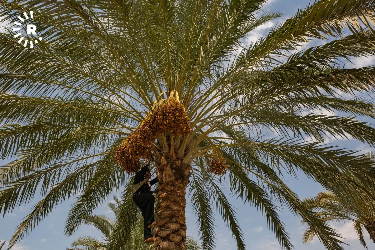 الزراعة العراقية: إنتاج التمور هذا العام سيتجاوز 850 ألف طن