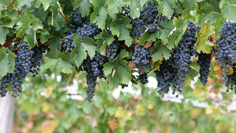 دهوك تستعد لإطلاق النسخة الـ 19 من مهرجان العنب والعسل وسط قفزة قياسية في الإنتاج