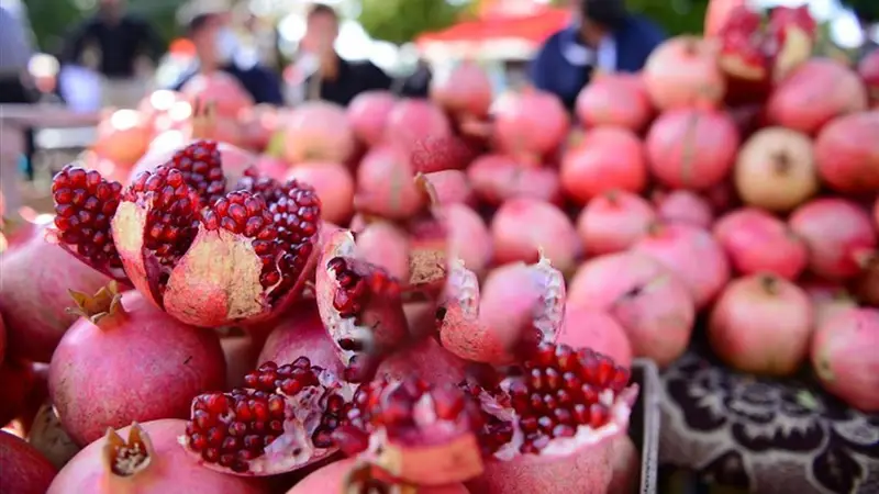 حلبجة تستعد لإطلاق النسخة الـ 12 من مهرجان الرمان بمعايير بيئية صارمة