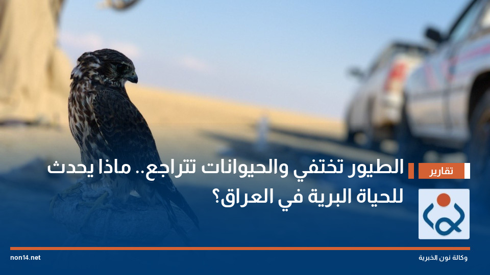 الطيور تختفي والحيوانات تتراجع ماذا يحدث للحياة البرية في العراق؟