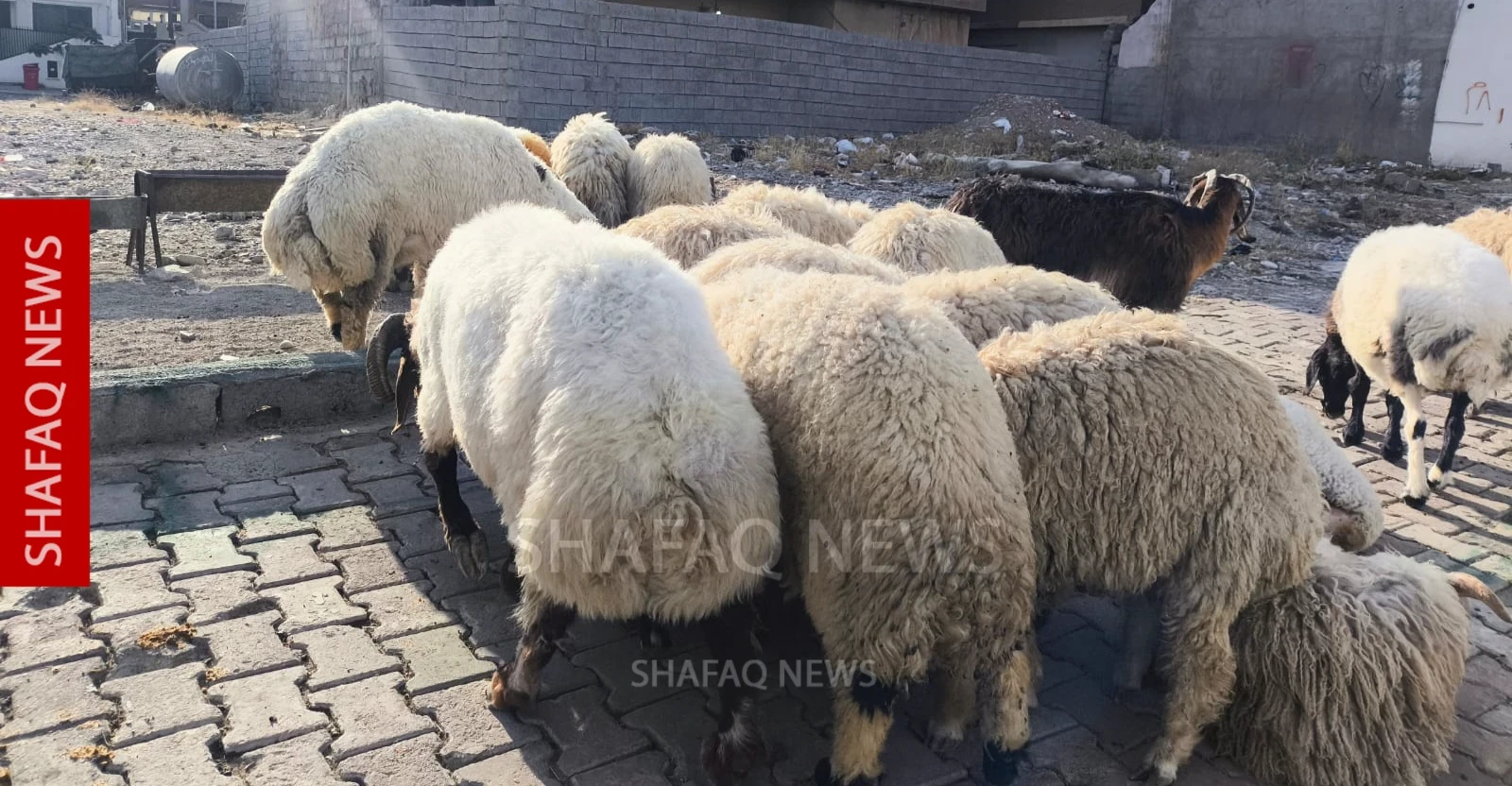 مليون رأس من الثروة الحيوانية في النجف.. مربون يواجهون جملة تحديات
