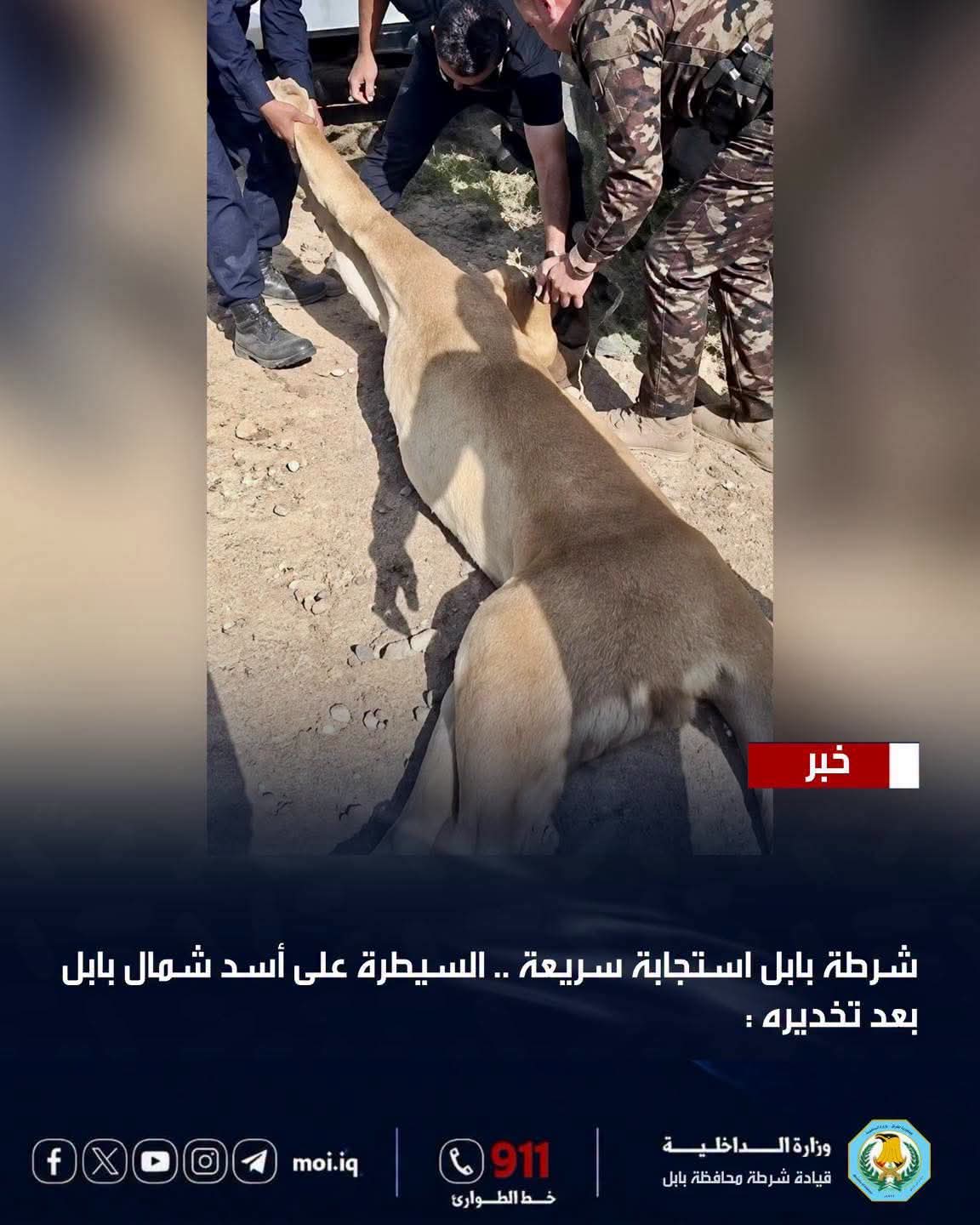 السيطرة على أسد شمال بابل بعد تخديره