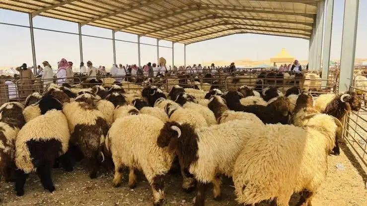 الكمارك تعيد اغنام مصابة بالحمى القلاعية الى إيران