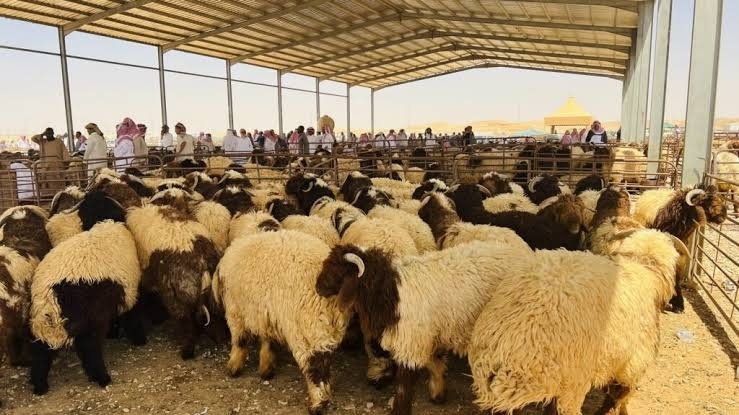 وزارة الزراعة تعيد إرسالية أغنام جورجية بعد ثبوت إصابتها بالحمى القلاعية