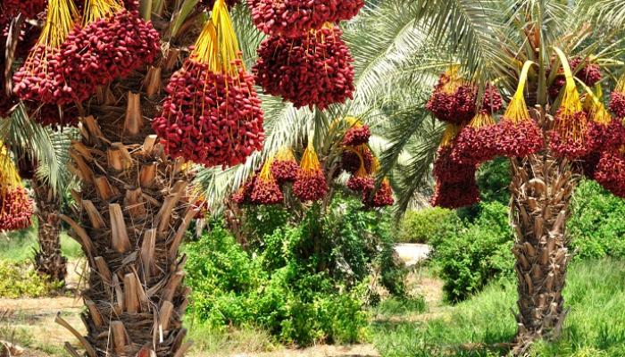 ارتفاع إنتاج التمور في كربلاء إلى 220 ألف طن