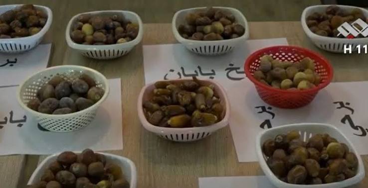 اكثر من 130 صنفا .. اقامة اول مهرجان للتمور في بعقوبة