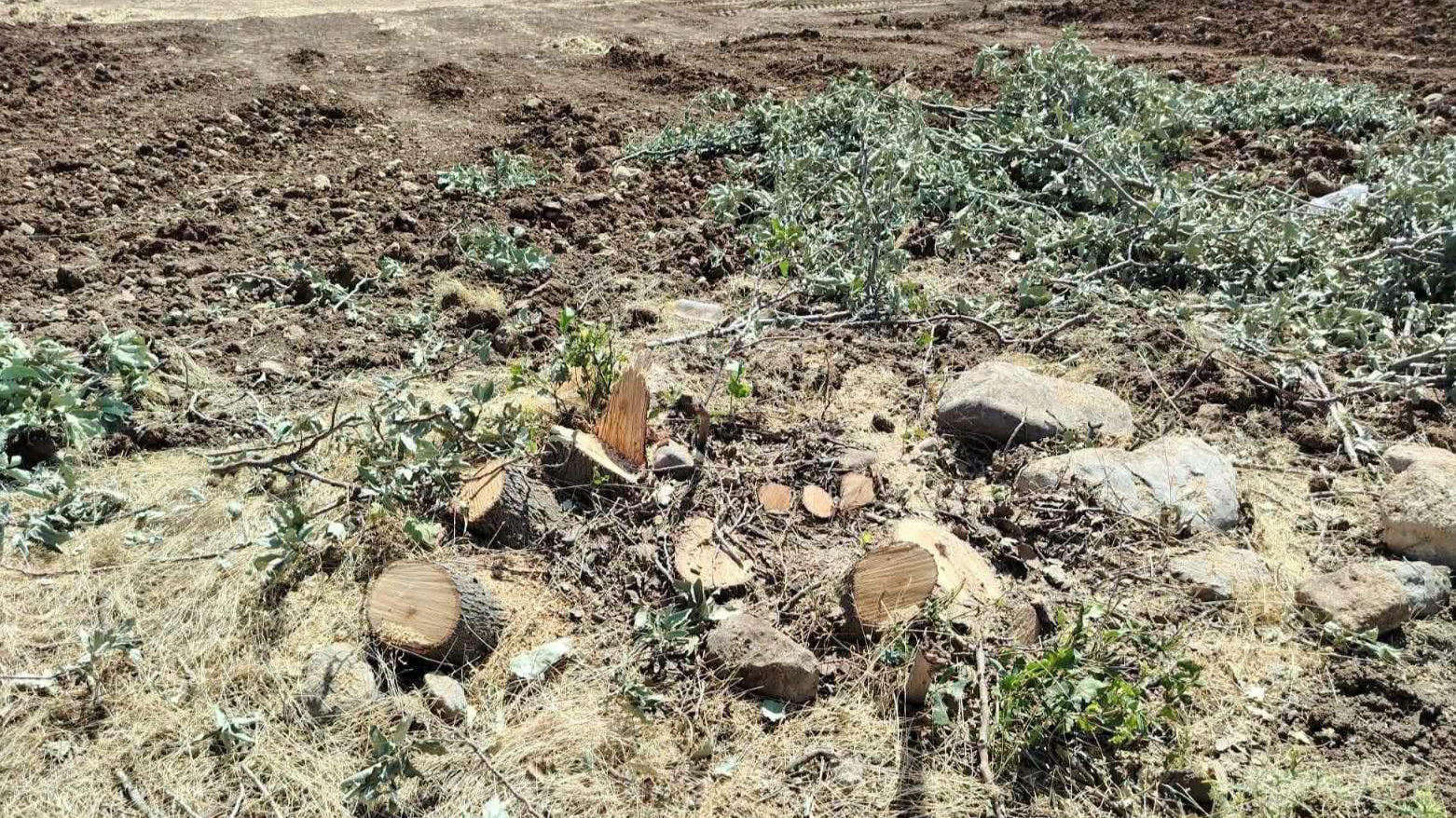 شرطة الغابات في السليمانية تحيل متهمين بقطع 186 شجرة بلوط إلى القضاء.. وعقوبات مشددة تنتظرهم