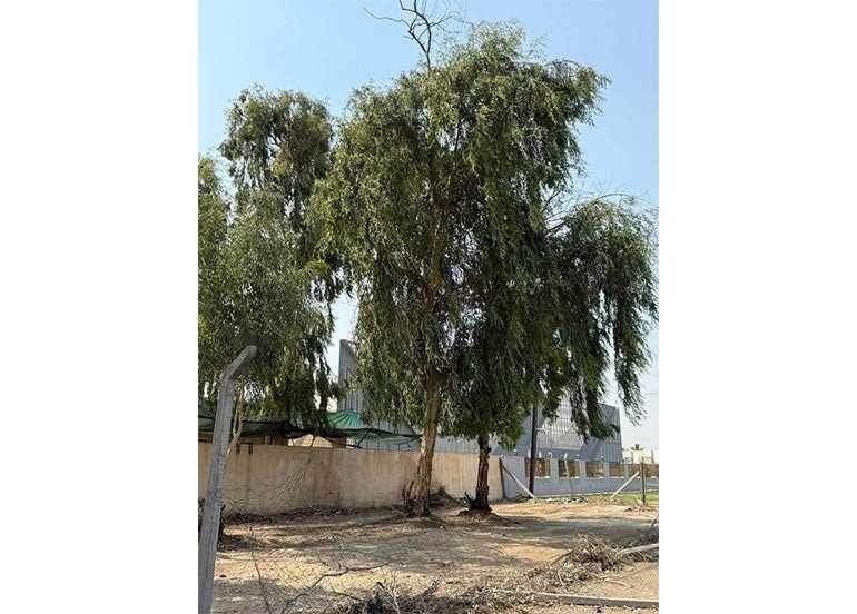 مدينة الحرية عمارة إنسانية: القلم طوزه.. صور باهتة لذاكرة تحت الرماد!