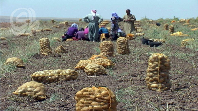 فائض محاصيل كردستان يصطدم بالسيطرات بين المحافظات