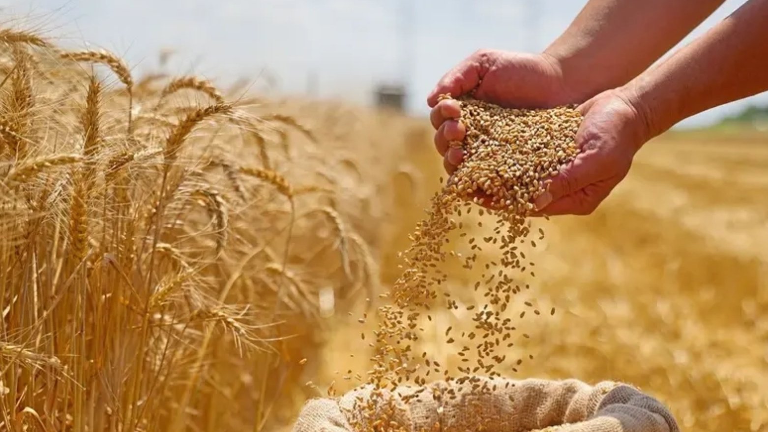 توزيع بذور القمح بأسعار مدعومة على مزارعي كوردستان